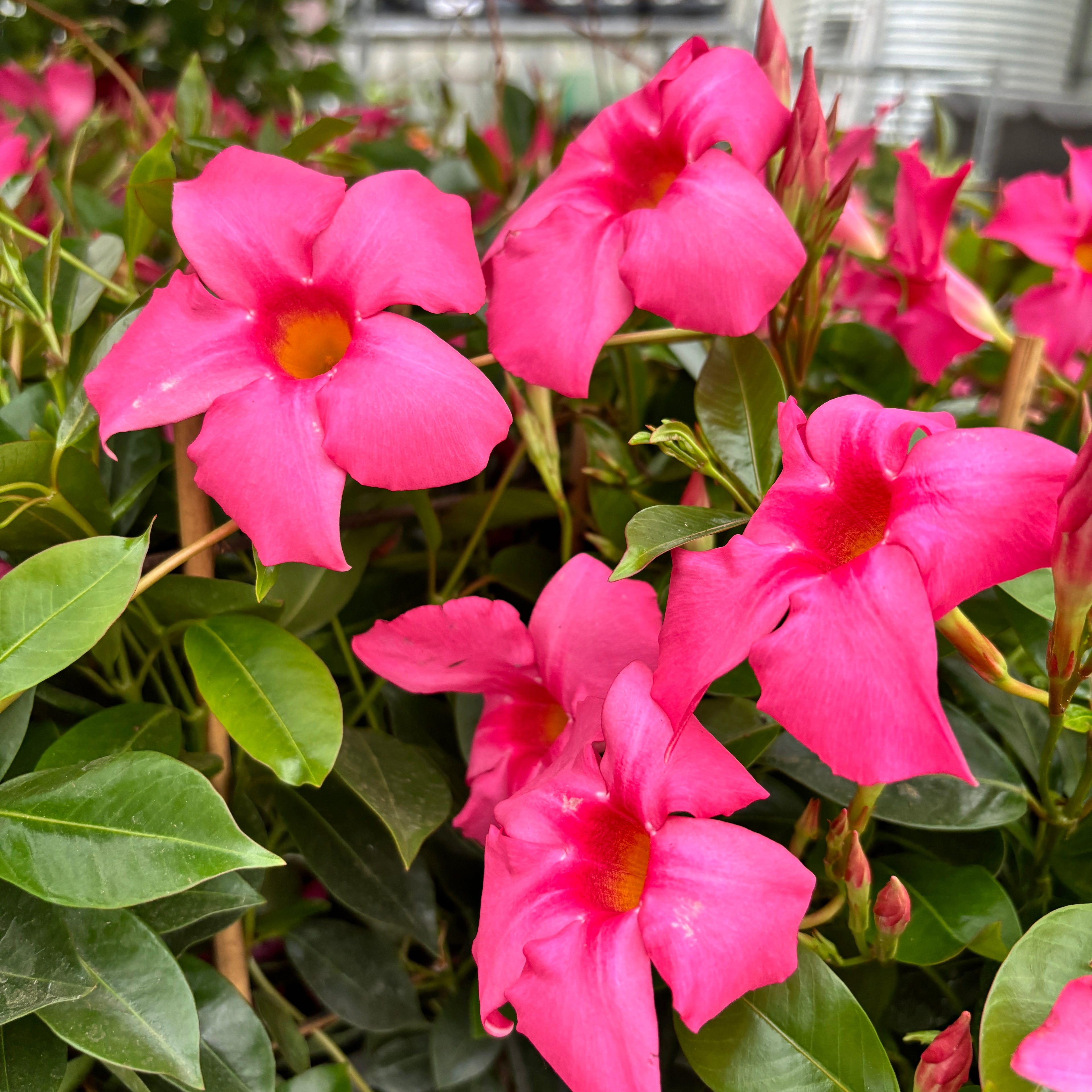 Mandevilla Diamantina Opale ‘Fuchsia Flamme’ (Dipladenia roz - Iasomnia braziliana)