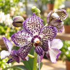 Variation Vanda Sunanda Royal Purple (Ansu)