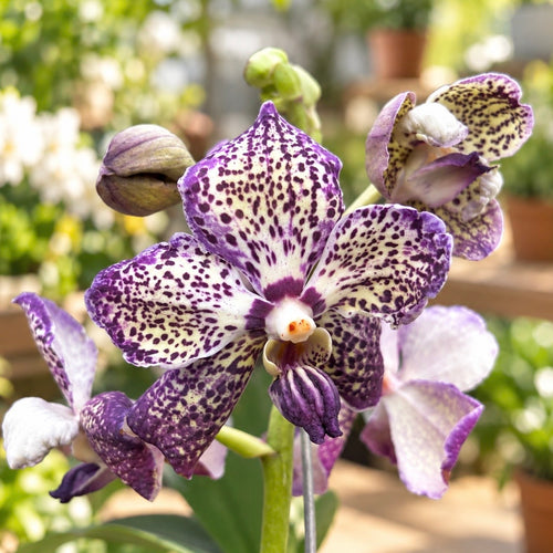 Vanda Sunanda Royal Purple ποικιλία (Ansu)