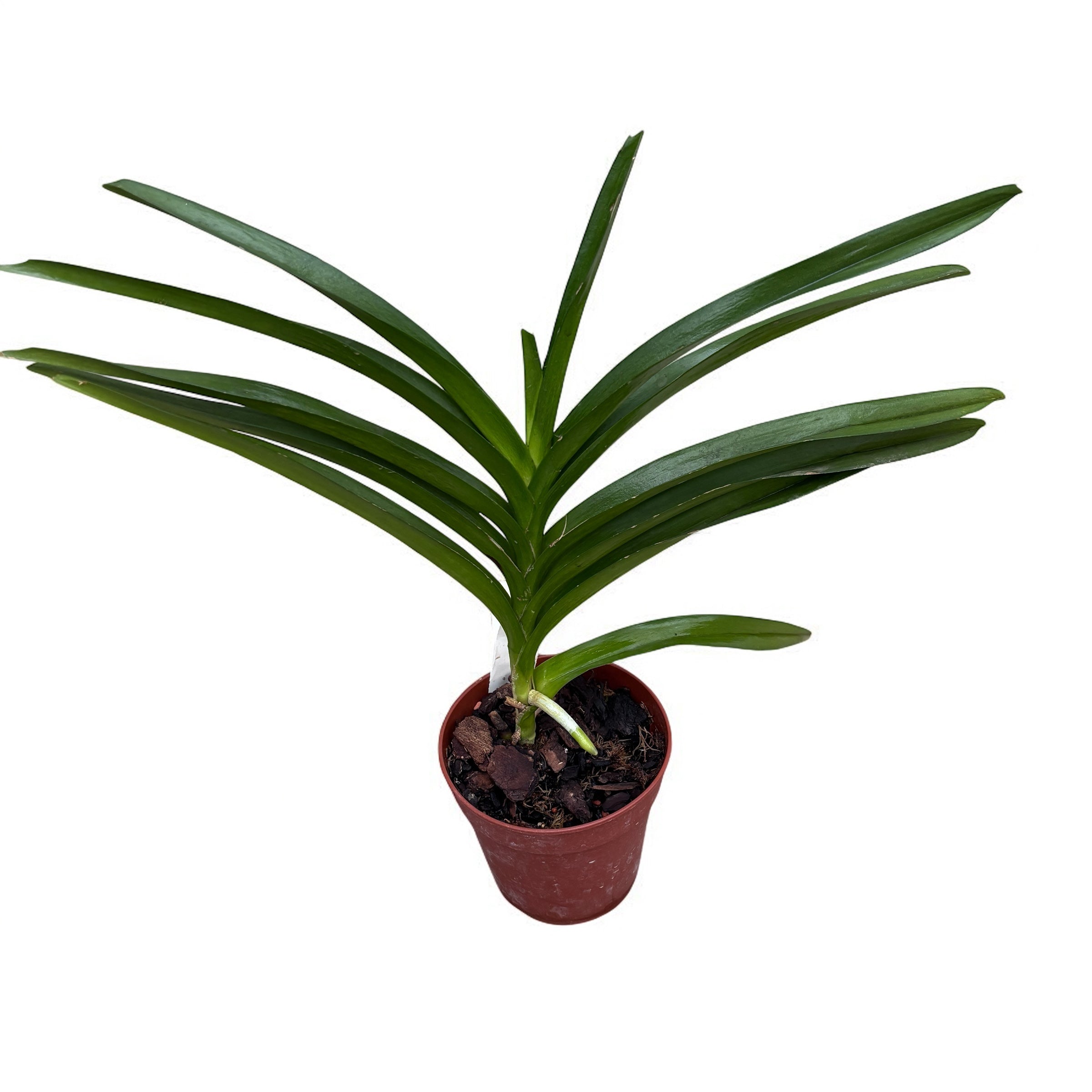 Pda. Mimi Palmer (Pda. Tan Chay Yan × V. tessellata) parfumata