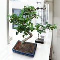 Bonsai Ligustrum XL (forma S)