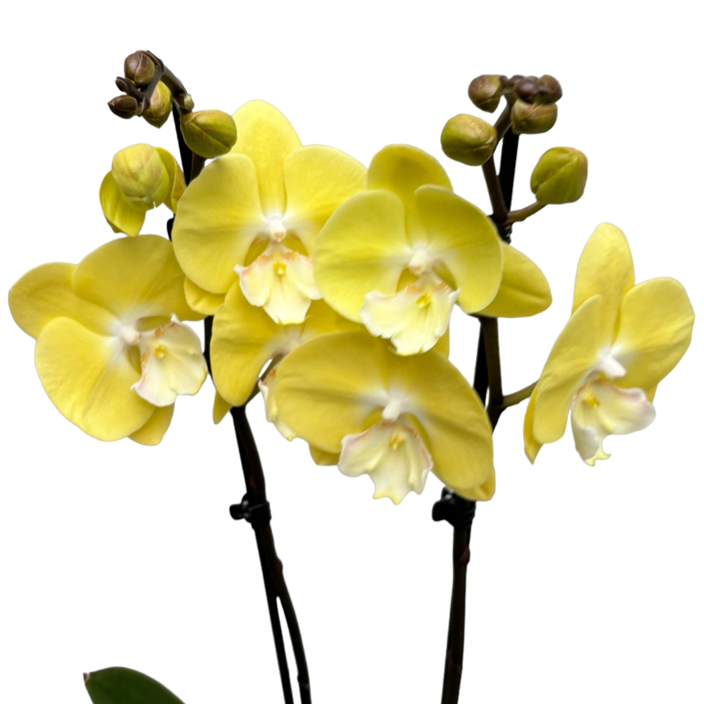 Phalaenopsis ‘Limoncello Kiss’ big lip