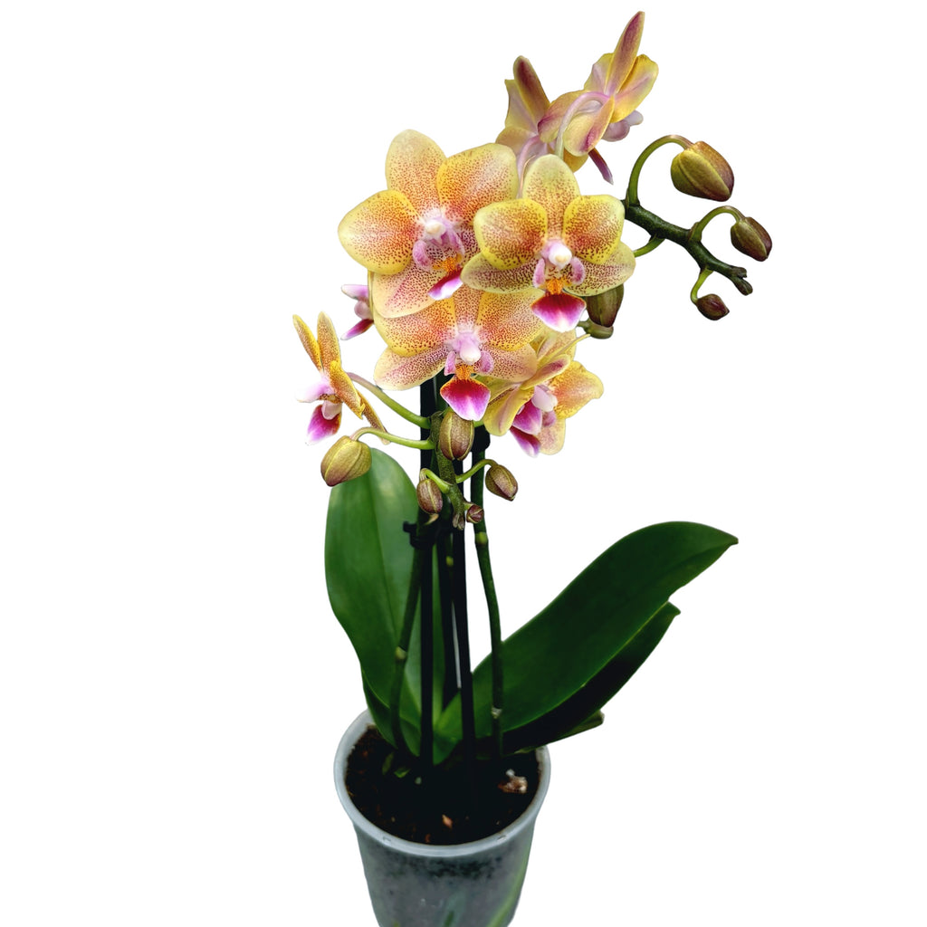 Phalaenopsis Aromio Spicy *voňavá