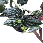 Syngonium erythrophyllum ‘Llano Carti Road' (Freccia Rossa)