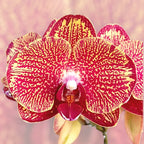 Phalaenopsis I-Hsin Bild '292'