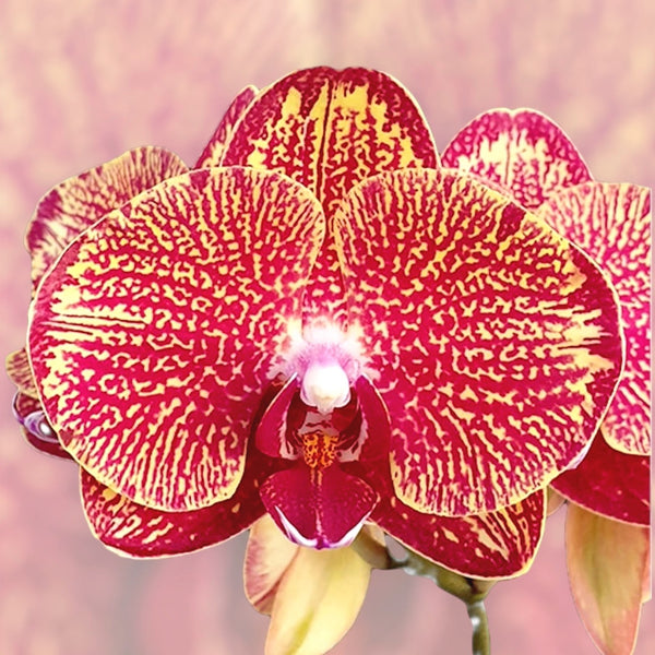 Phalaenopsis I-Hsin Picture '292'