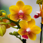 Phalaenopsis Reyoung Romance (Lioulin Orange) - flori parfumate