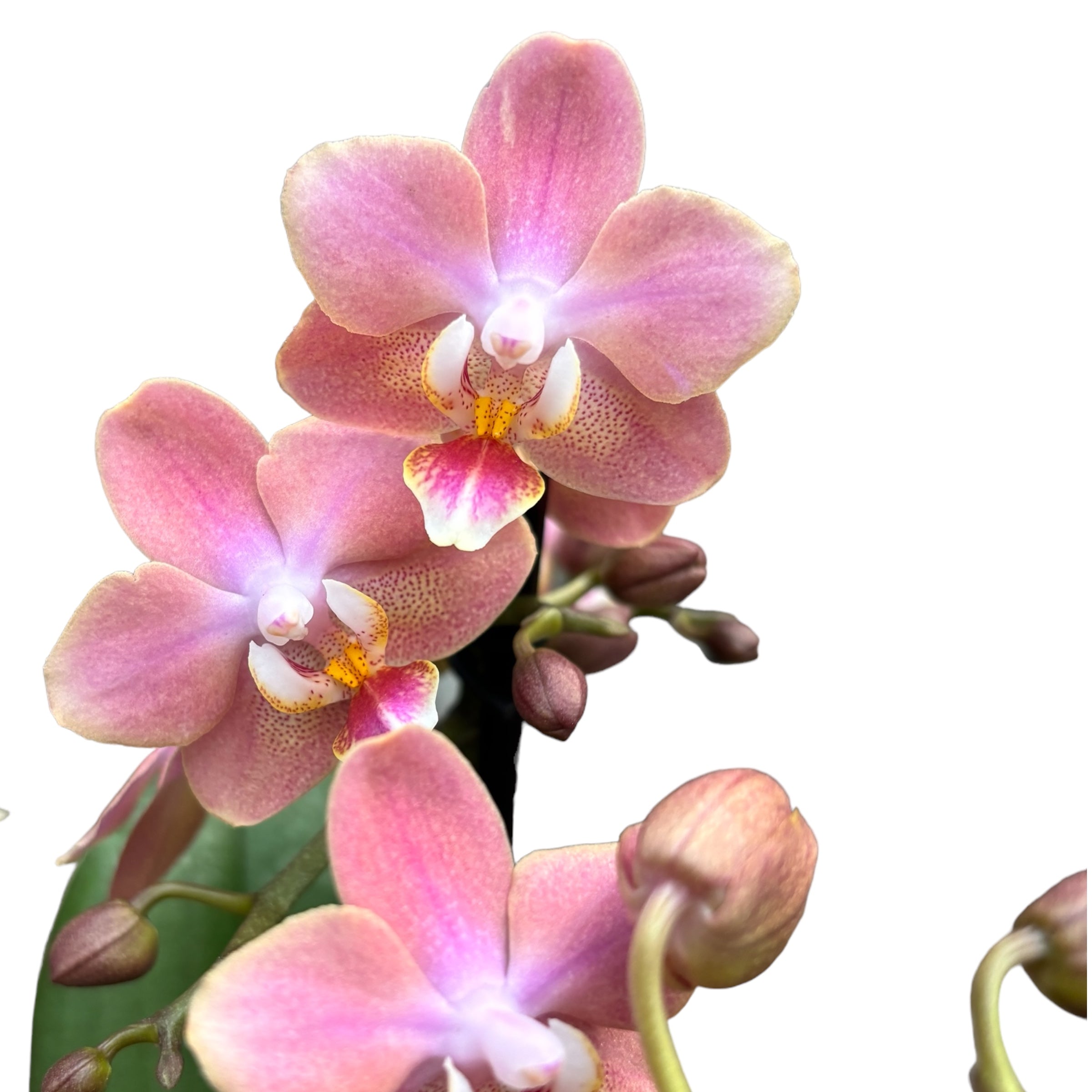 Phalaenopsis Odorion (Aromio Sweet) * intensely fragrant flowers