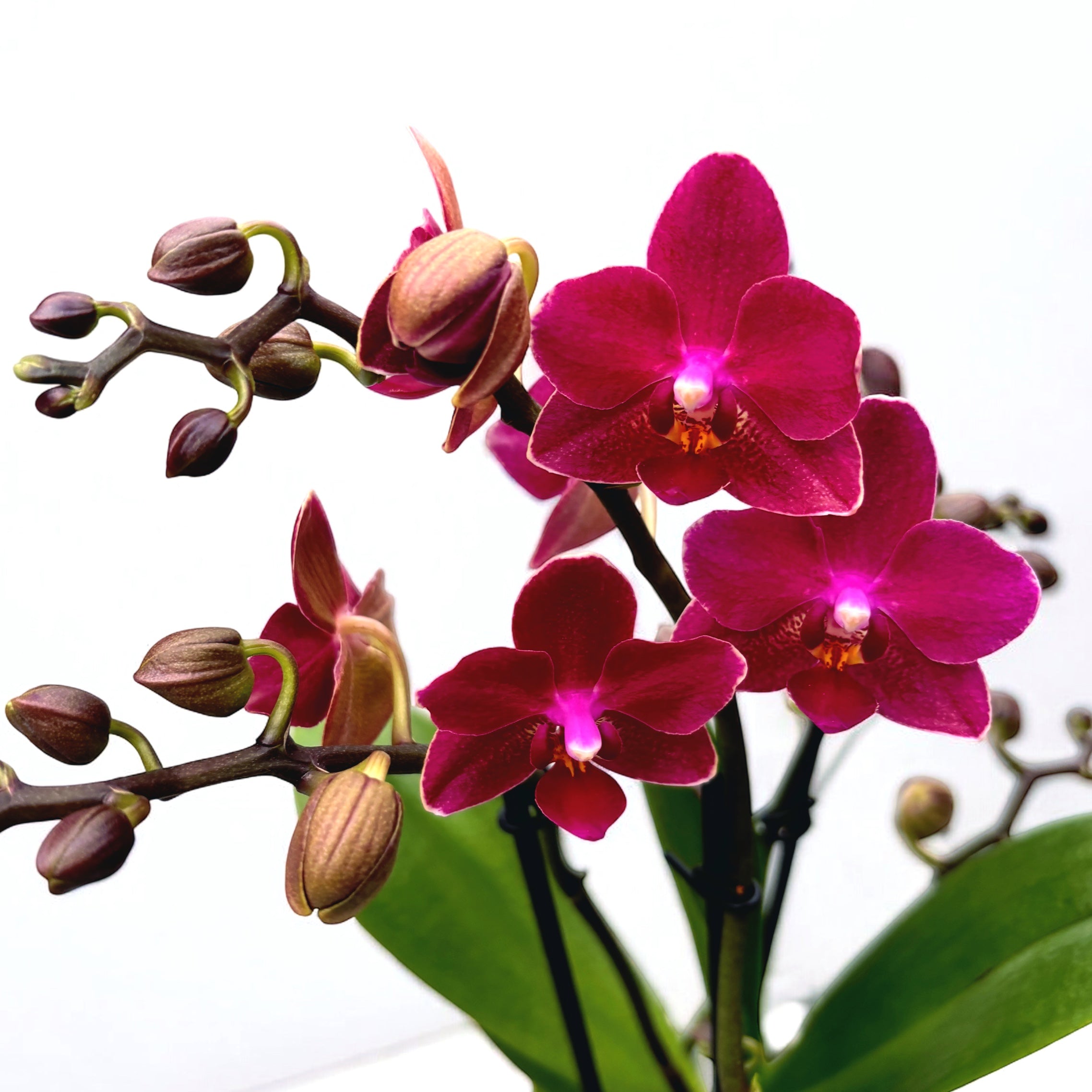 Phalaenopsis Chamonix
