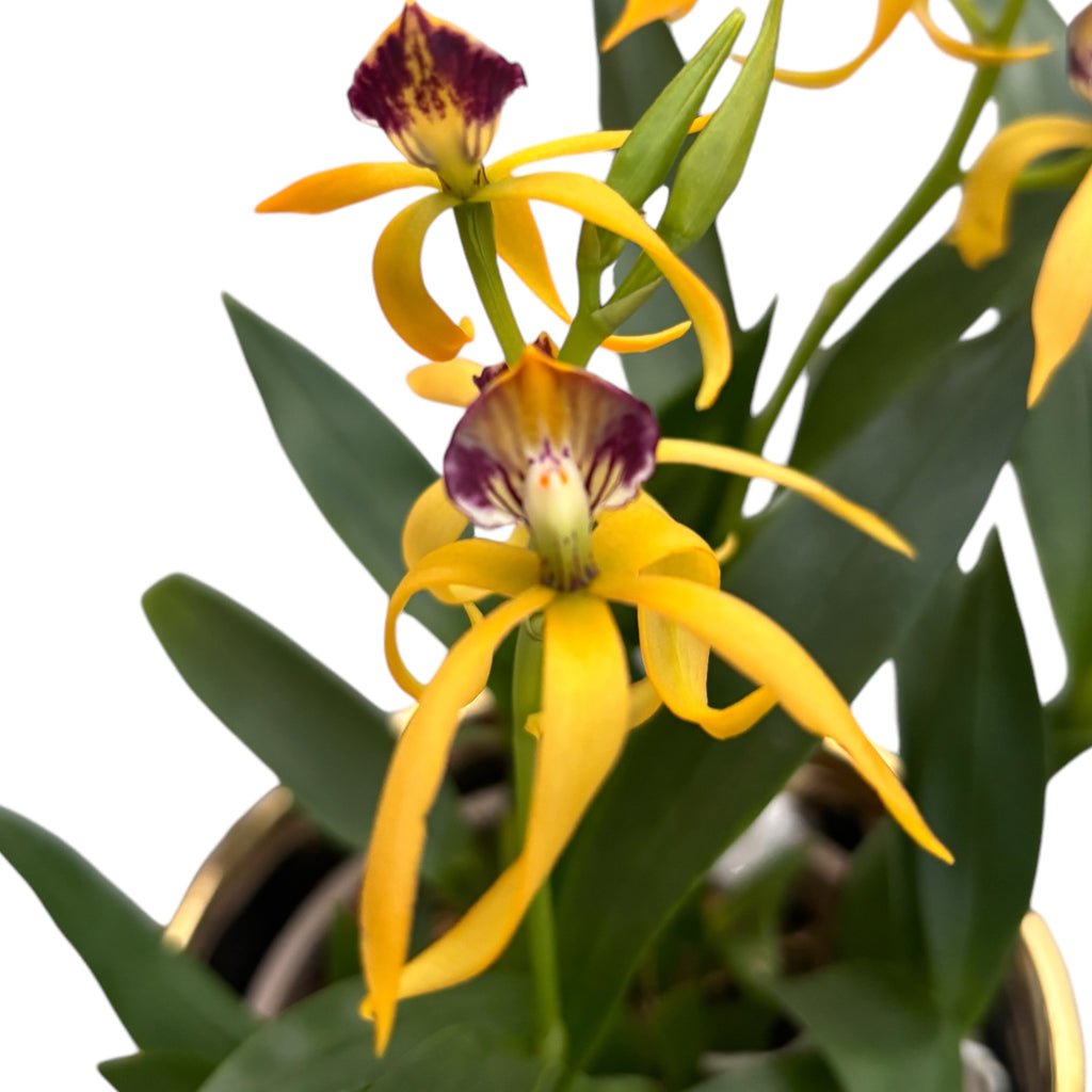 Prosthechea (Encyclia) cochleata var. cochleata - αρωματική