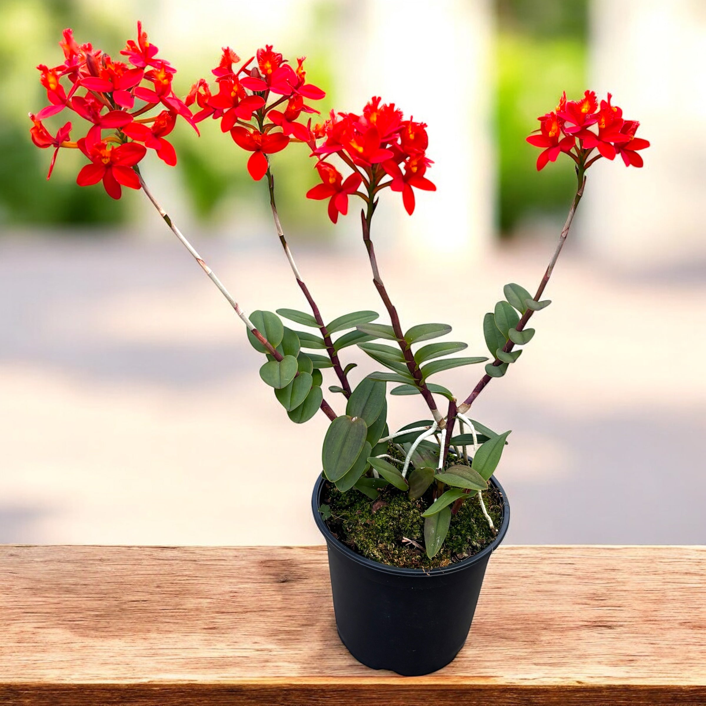 Epidendrum radicans 'Nordic Fire' XL - esemplare unico