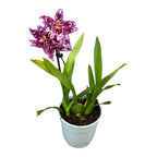 Vuylstekeara Melissa Brianne