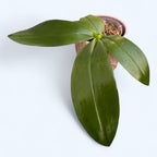 Phal. Purple Martin var. blue × Tetrasambo '764'