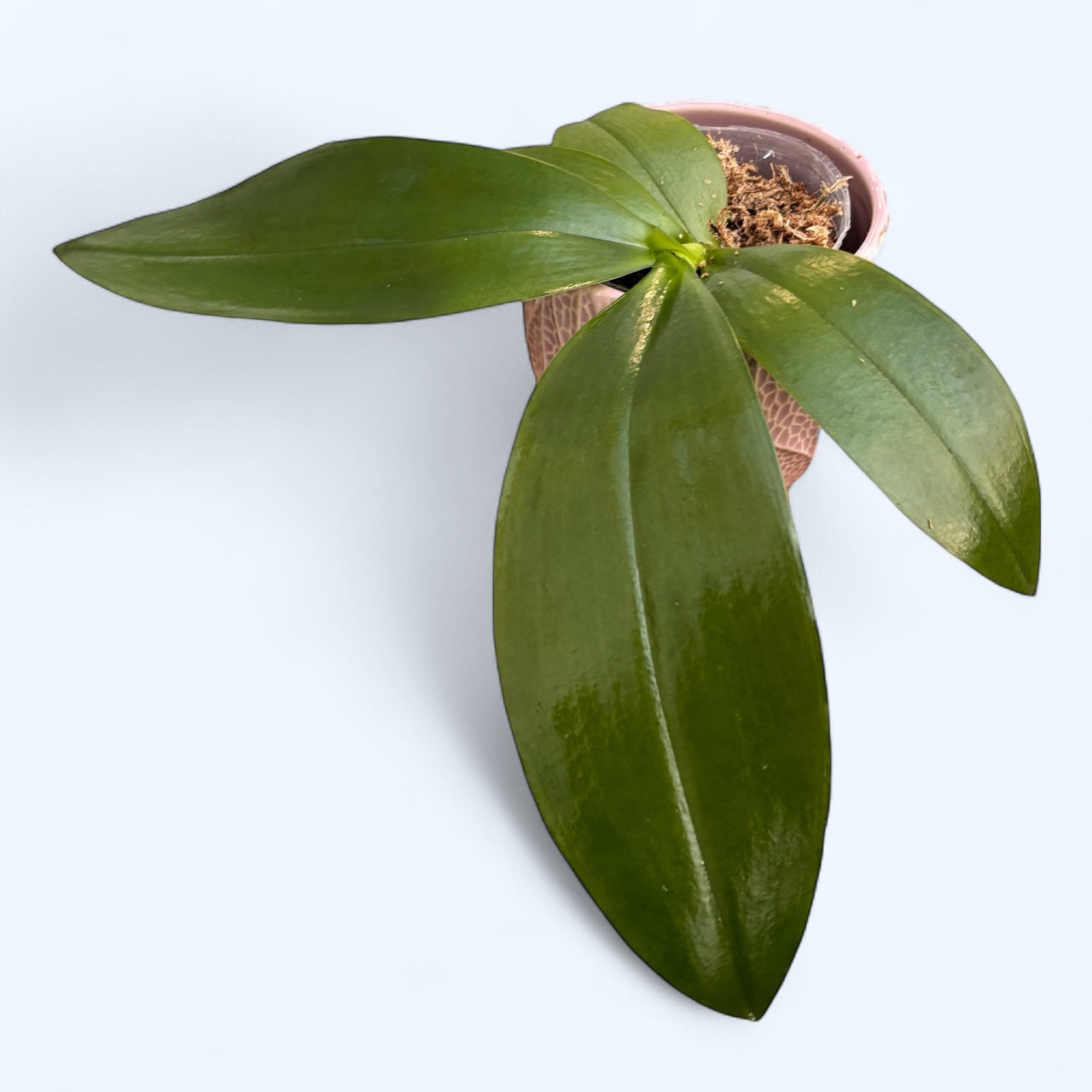 Phal. Purple Martin var. blue × Tetrasambo '764'