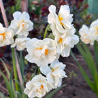 Narcise cu flori duble, puternic parfumate - Narcissus 'Bridal Crown'