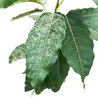 Ficus aspera 'Variegata' 2pp