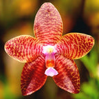 Phalaenopsis LD Giga King '801' duftende Blüten