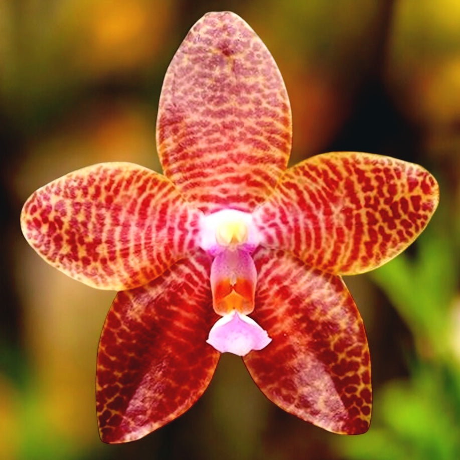 Phalaenopsis LD Giga King '801' fiori profumati