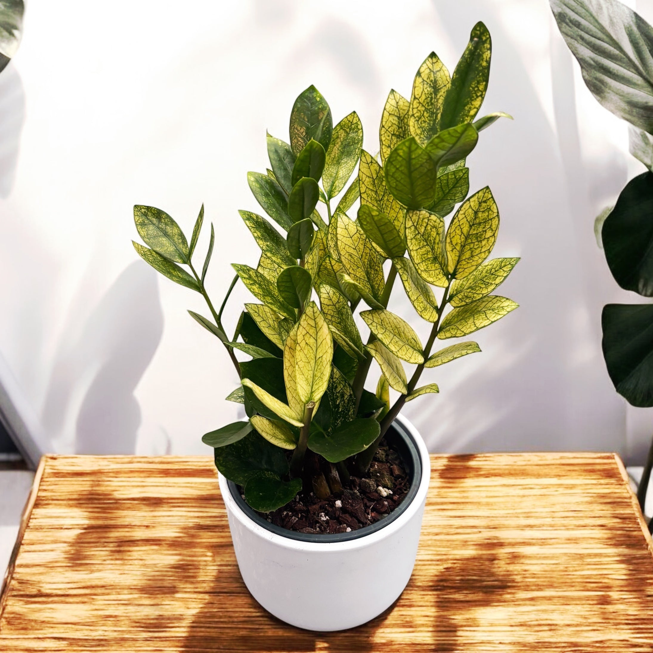 planta zz pret Zamioculcas zamiifolia 'Chameleon' (variegata) – Secret Garden Plant Shop