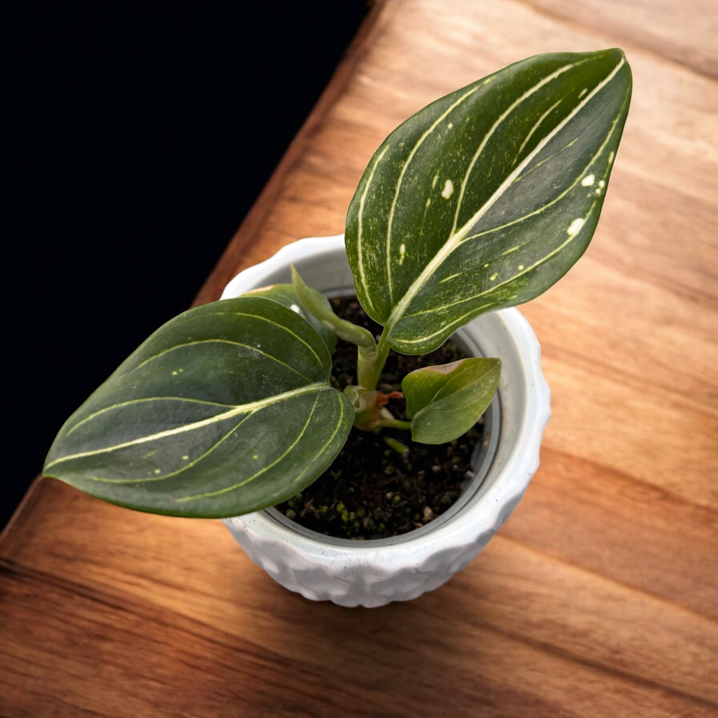Aglaonema 'Tom’s Pride' *babyplant