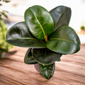 Ficus ‘Sofia’ – frunzis compact si verde lucios