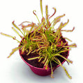 Drosera Capensis 'Red' (Roua cerului)