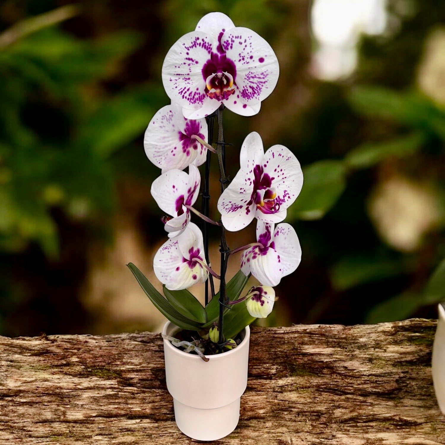 Phalaenopsis Gan Lin Fairy (Picasso) - XL-kukat