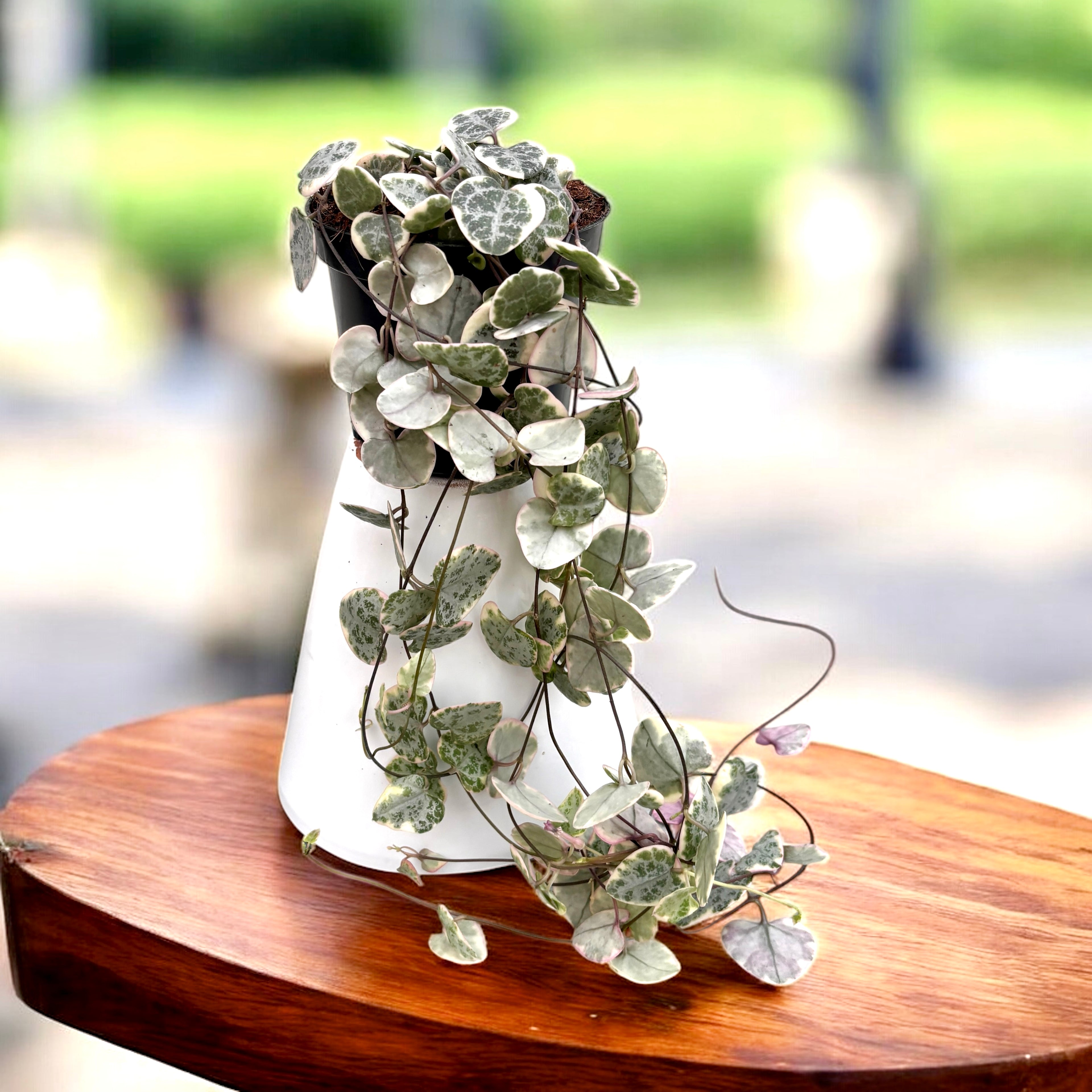 Ceropegia woodii 'Marlies' VARIEGATA (String of hearts)