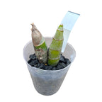 Monnierara Jumbo Delight 'Orange Diamond'