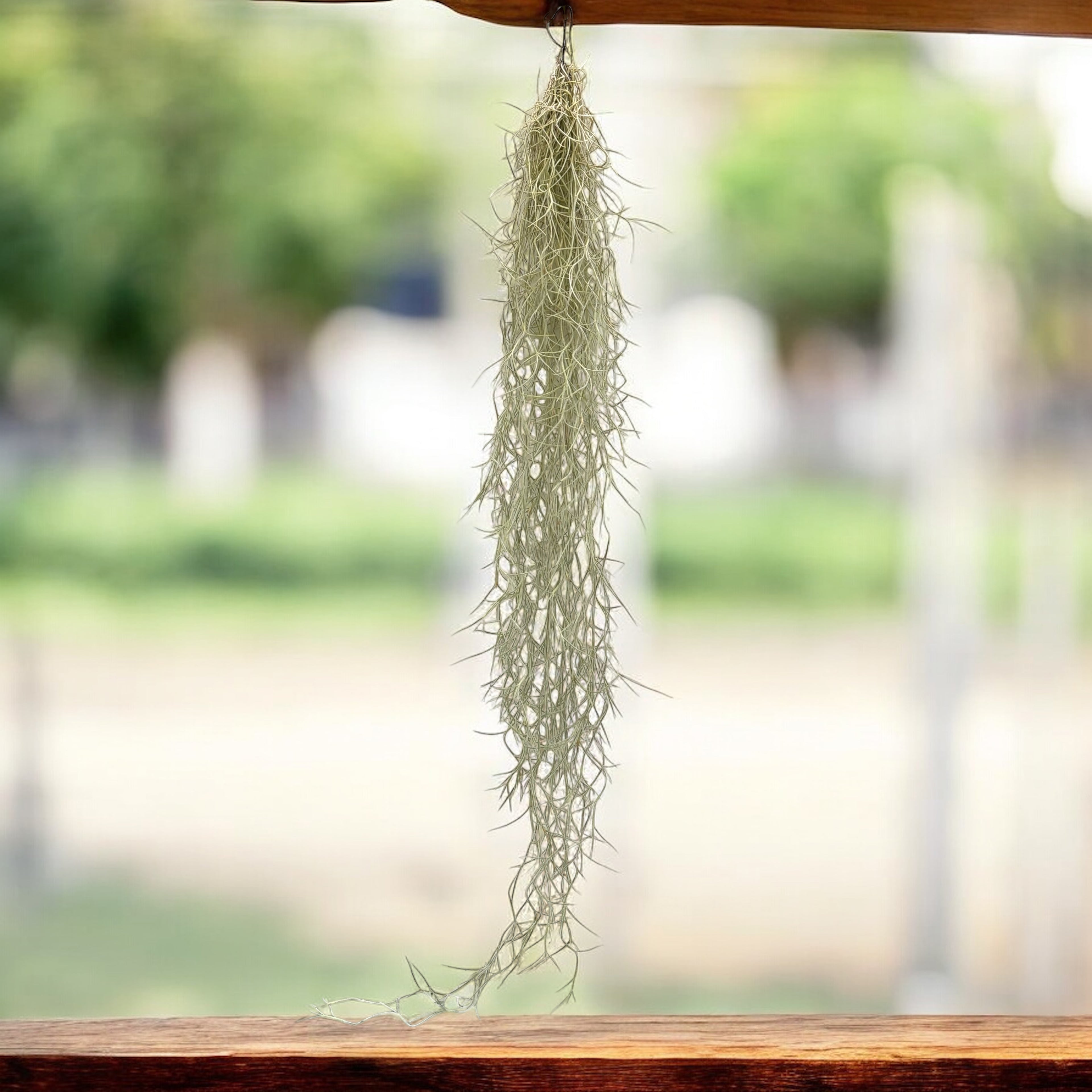 Tillandsia Usneoides (Muschi Spaniol) XL