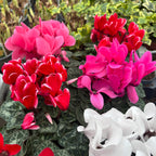 Cyclamen in dekorativem Topf - Farbmix