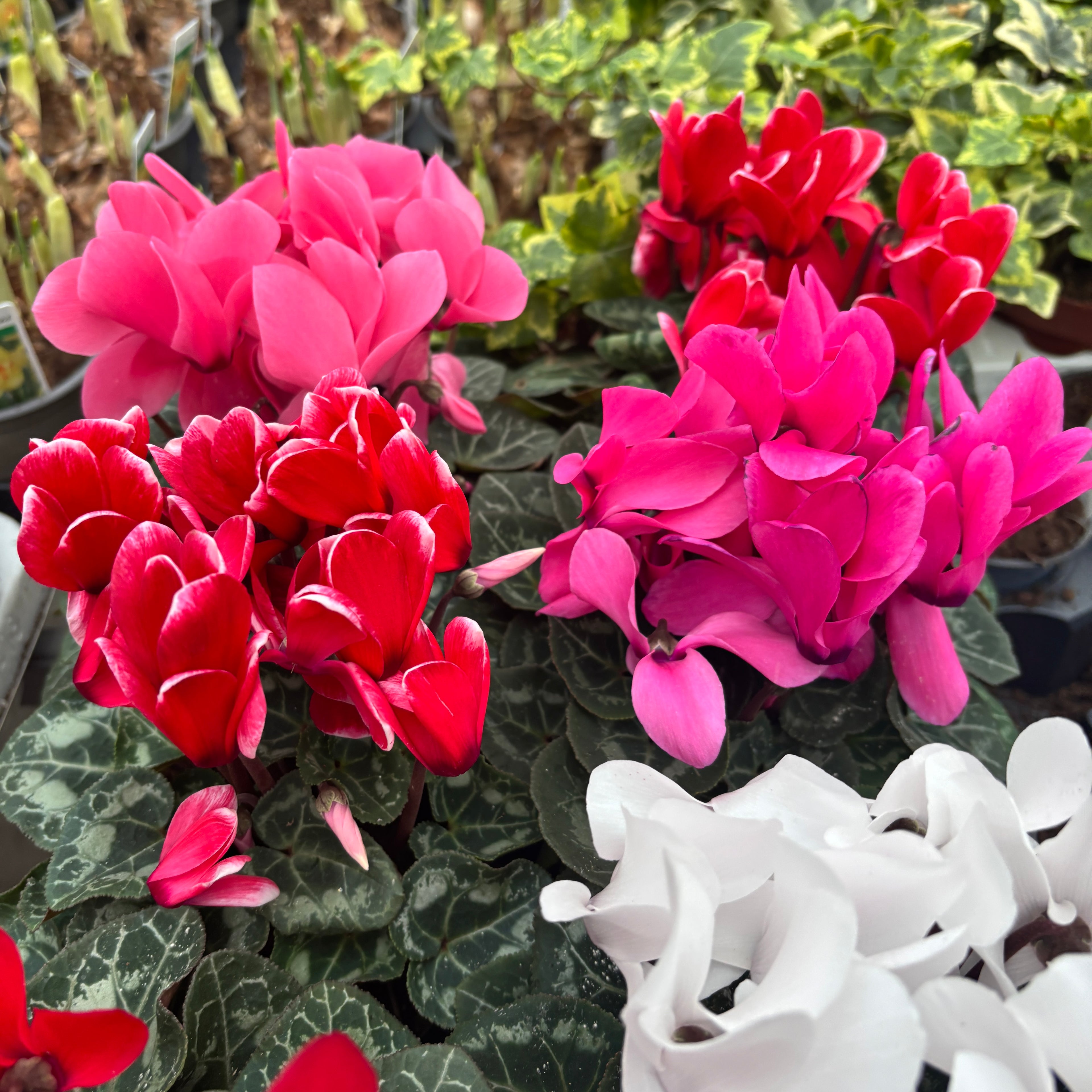 Cyclamen in vas decorativ - mix de culori