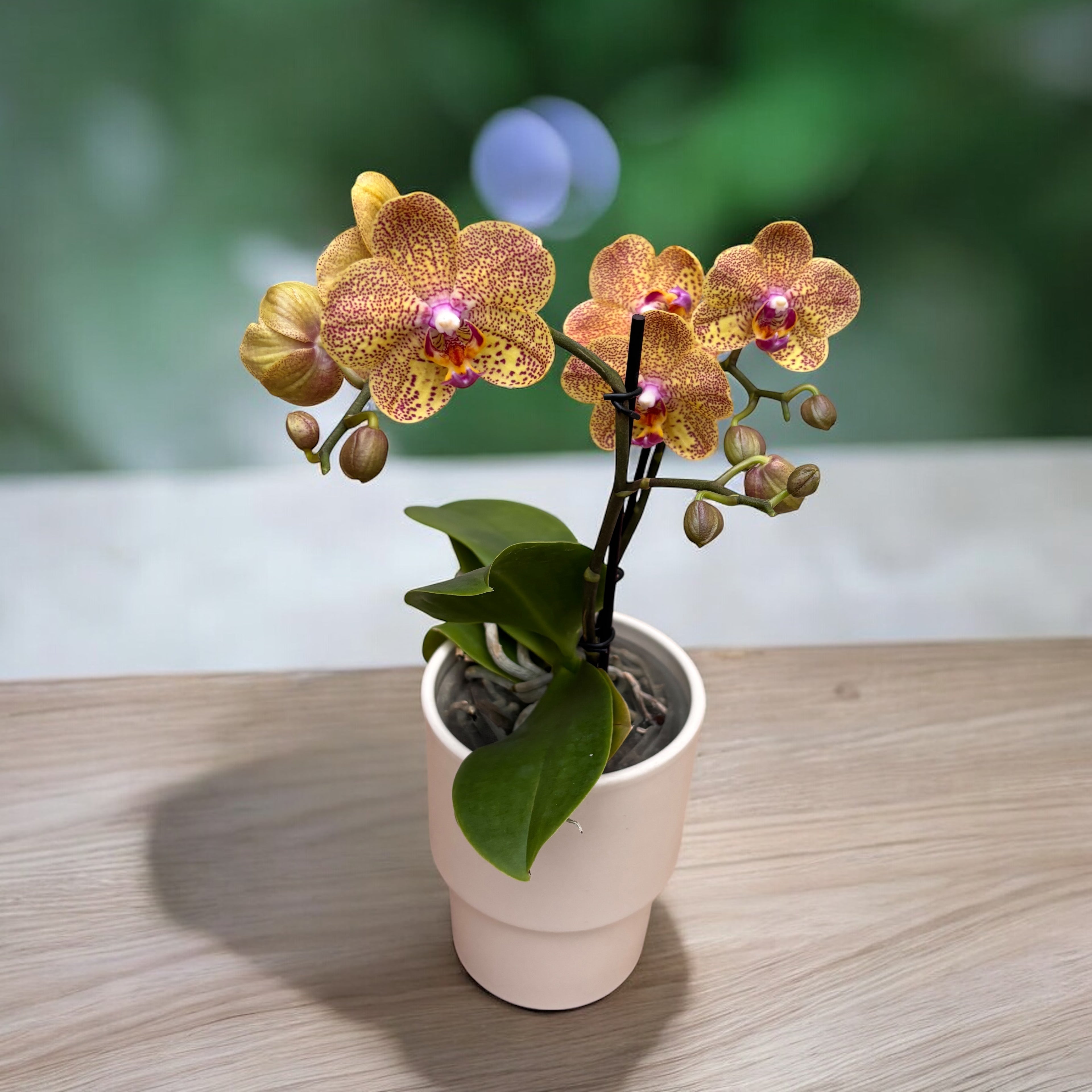 Phalaenopsis Sogo Vieker