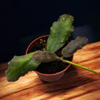 Hoya waymaniae * fragrant flowers