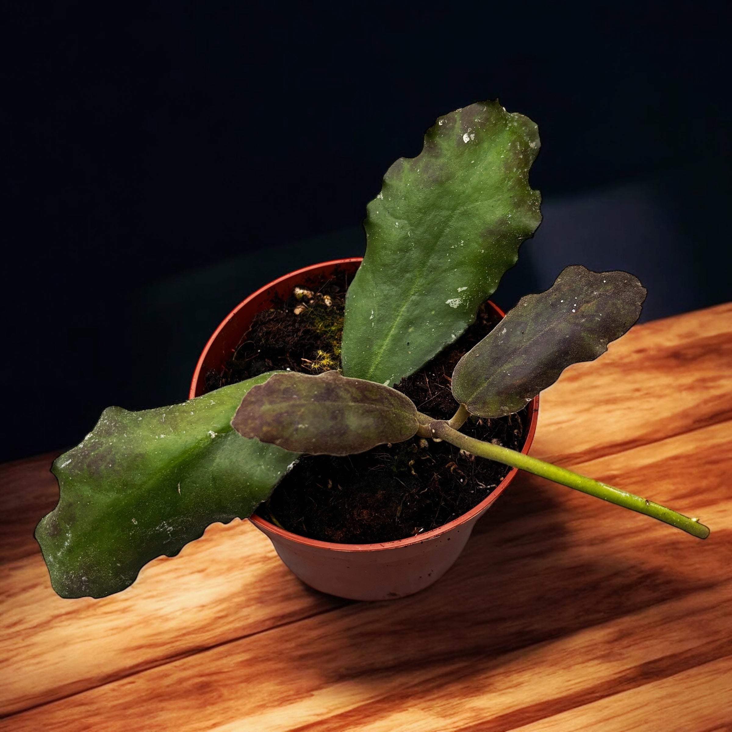 Hoya waymaniae * flori parfumate