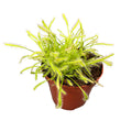 Drosera Capensis Alba - Roua cerului D8