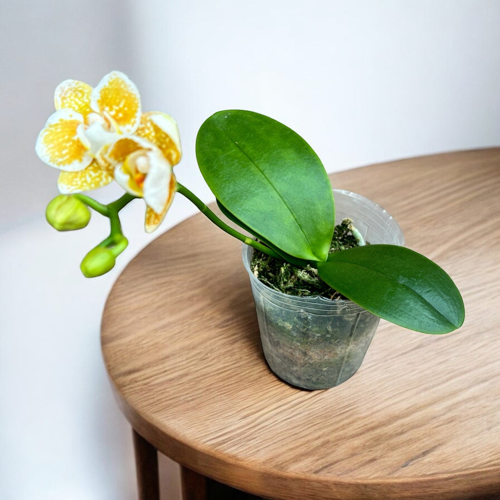 Phalaenopsis Yaphon Golden Leopard 'AN6609'
