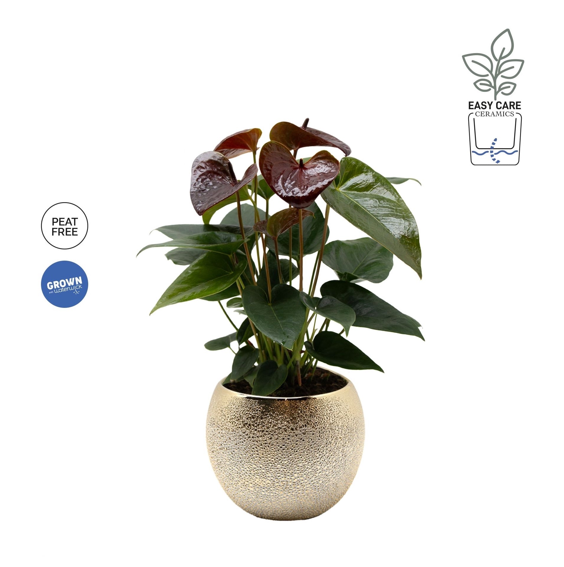 Anthurium ‘Essencia' cu masca deco si sistem cu autoirigare, ingrijire usoara