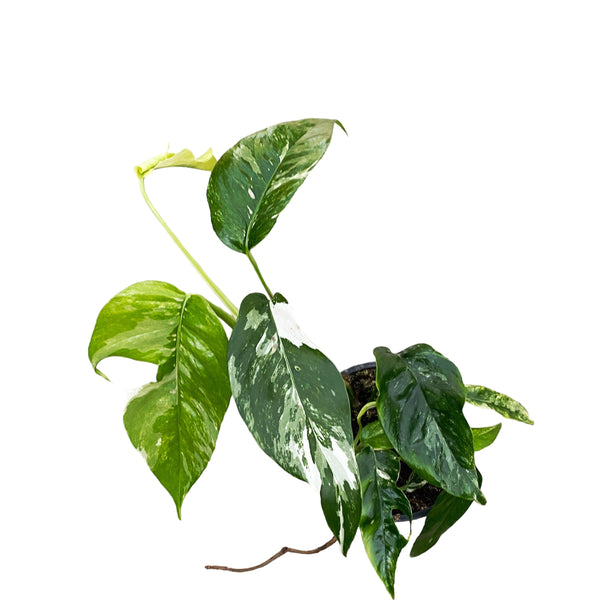 Epipremnum Pinnatum variegated 3 plants/pot