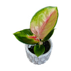 Aglaonema 'Red Dragon' *bábätková rastlina