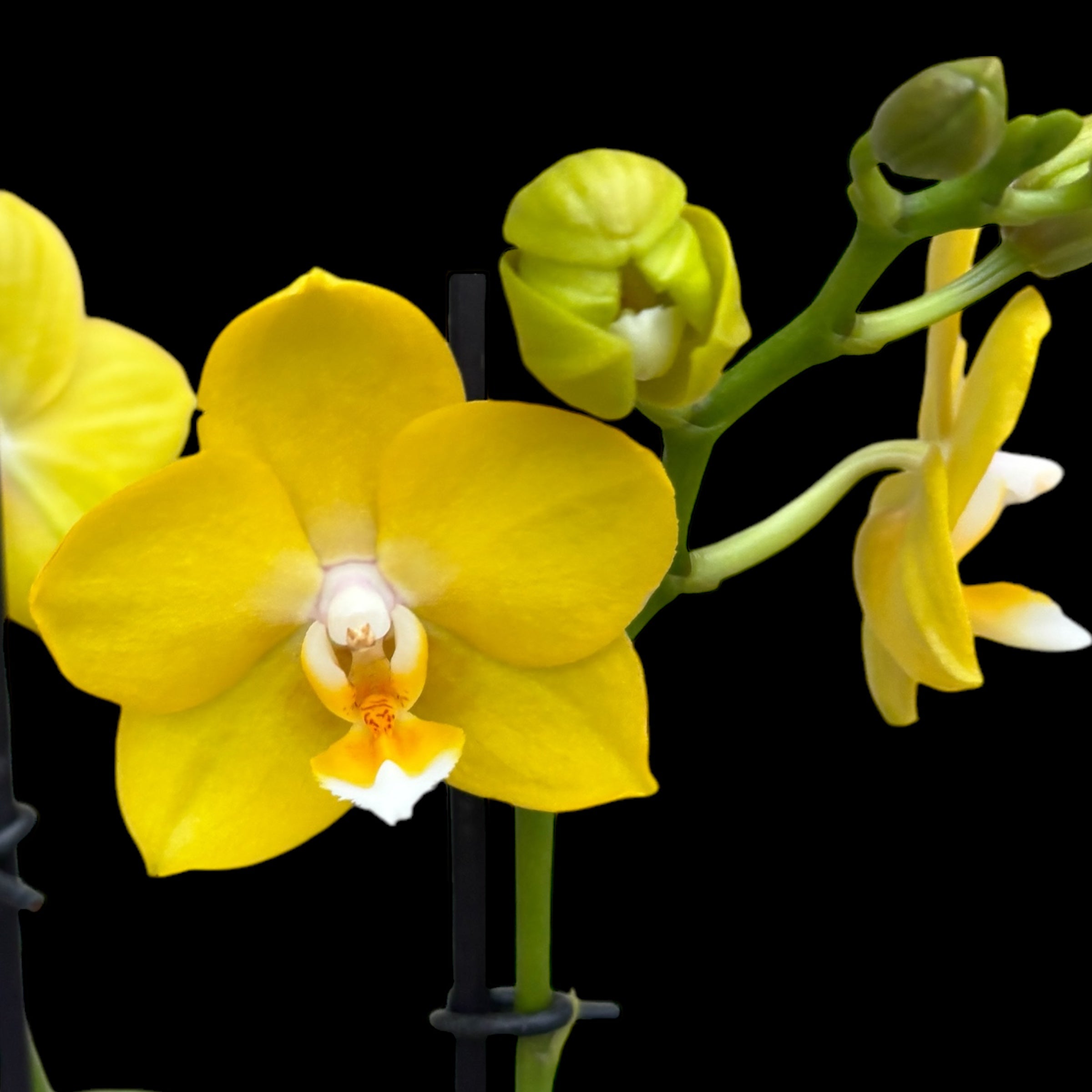 Phalaenopsis Hwu-Ann Golden 'Taida Honey'