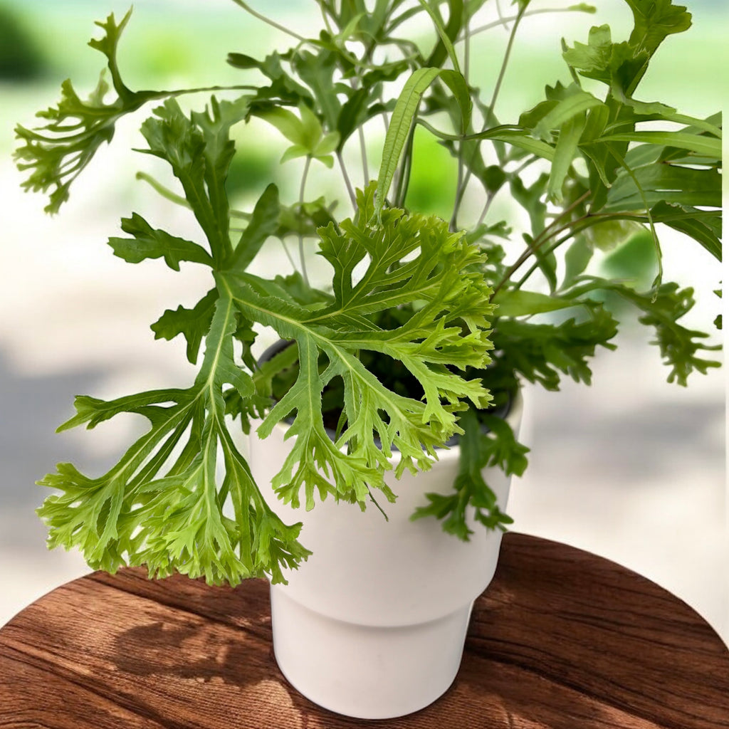 Pteris ‘Wimsetii’ – fougère décorative aux feuilles dentelées