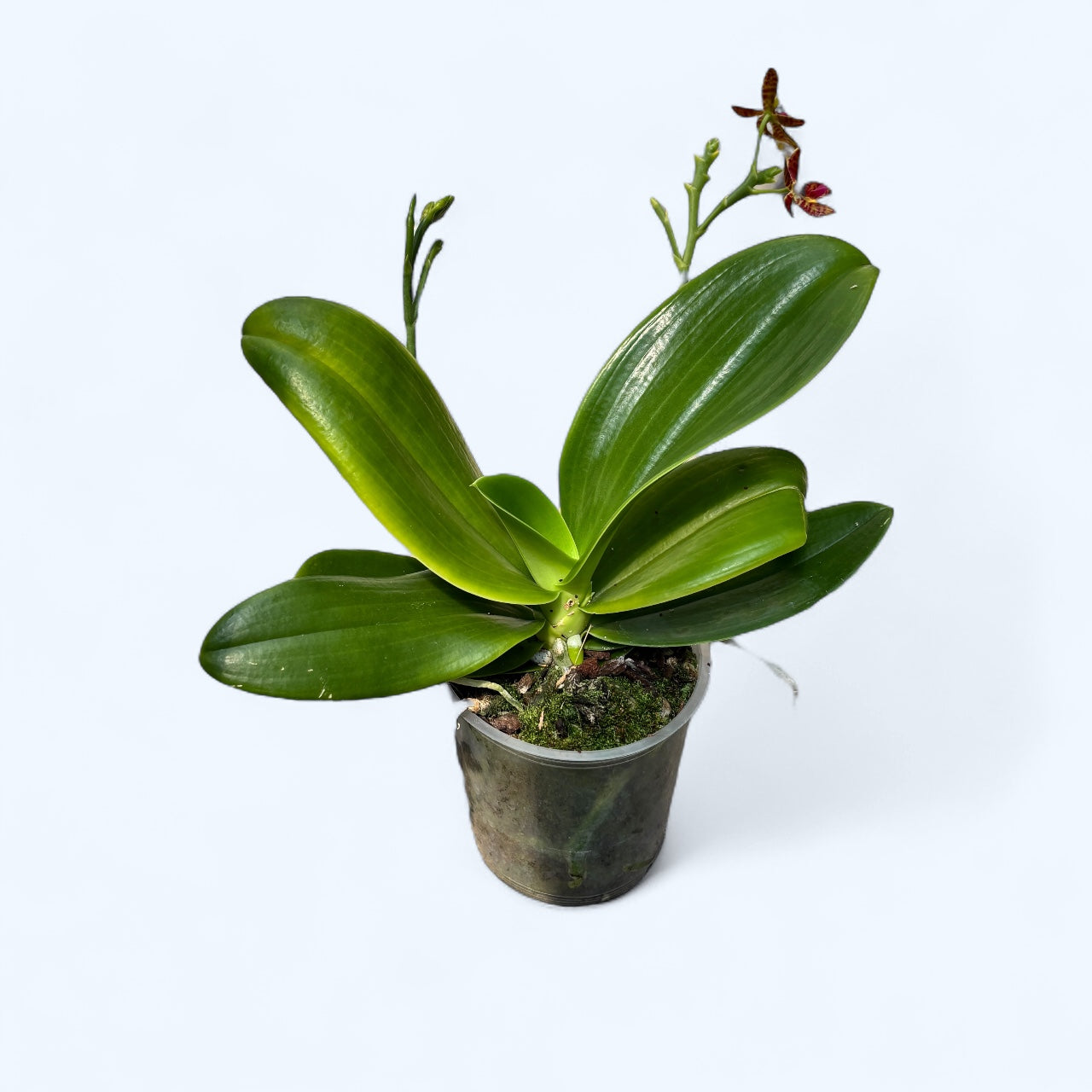 Phalaenopsis Charm (Phal. cornu-cervi var. chattaladae x Phal. maculata)