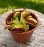 Dionaea Muscipula (Venus Flytrap) - O planta carnivora de exceptie