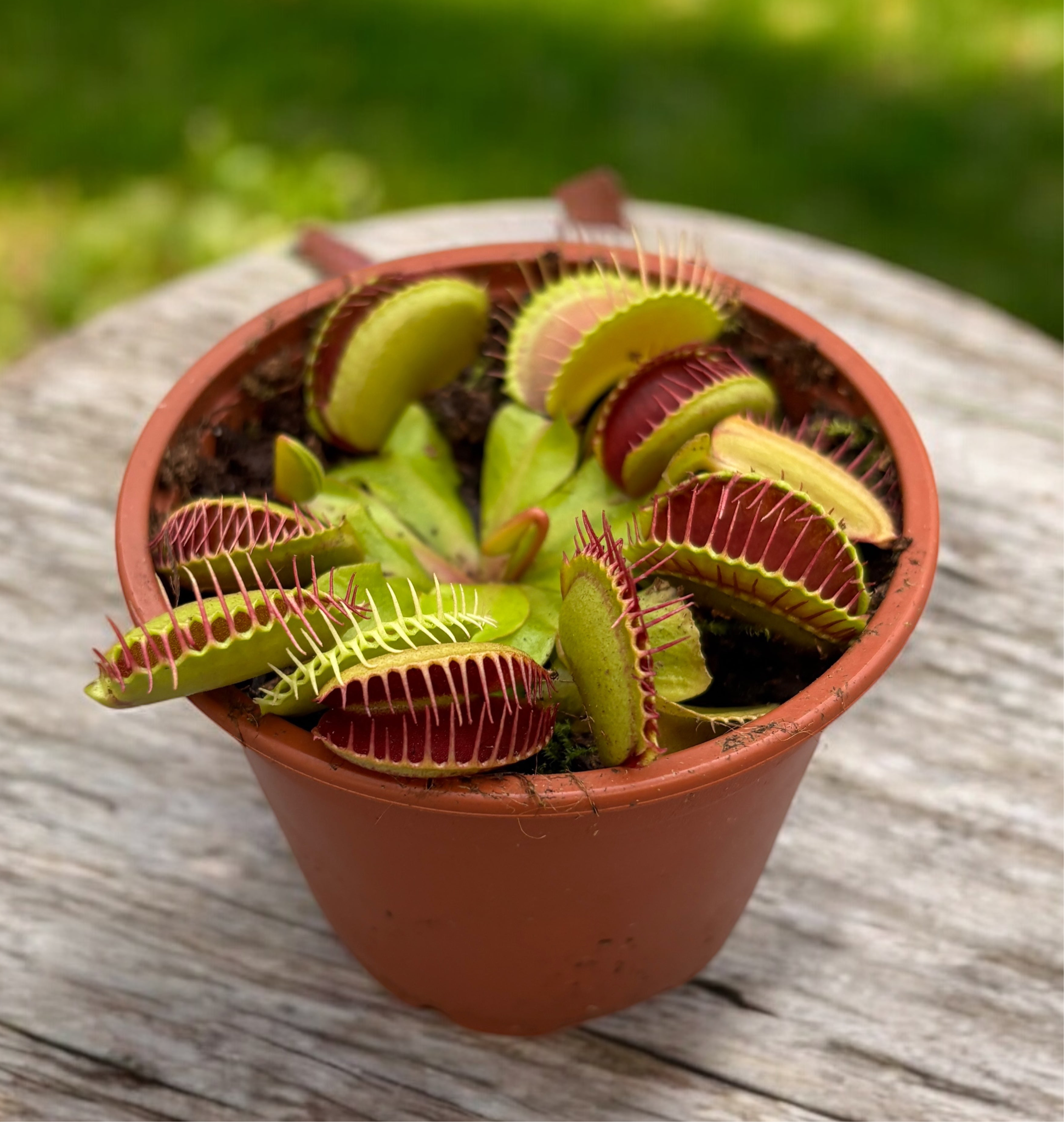 Dionaea Muscipula (Venus Flytrap) - O planta carnivora de exceptie
