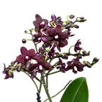 Phalaenopsis Natsume's Berry - wasachtige bloemen