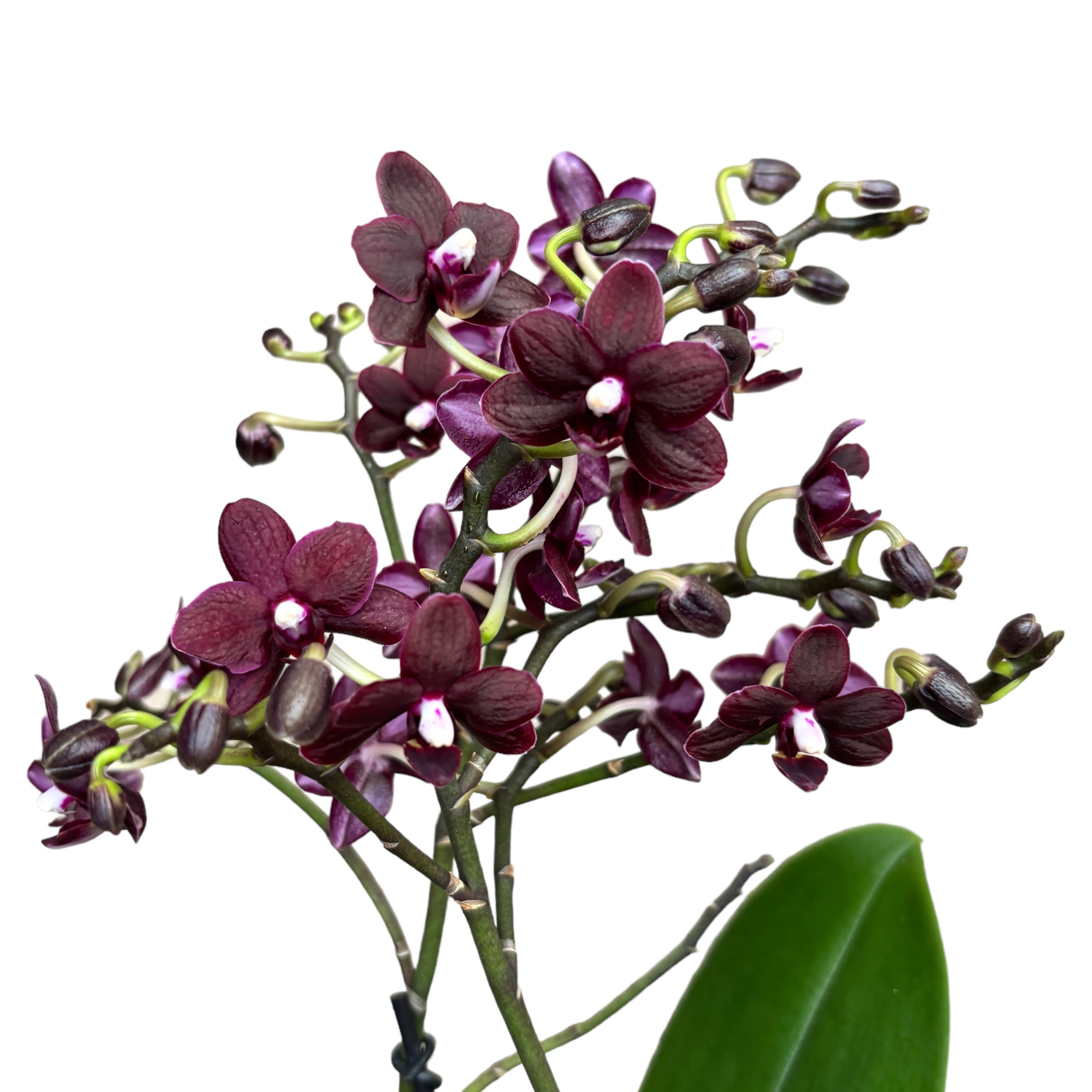 Phalaenopsis Natsume's Berry - fiori cerati