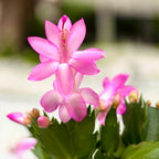 Schlumbergera ‘Thor Ida’ (Różowa grudnik) 2pp
