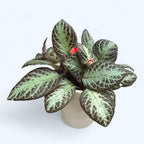 Episcia ‘Silver Shield’