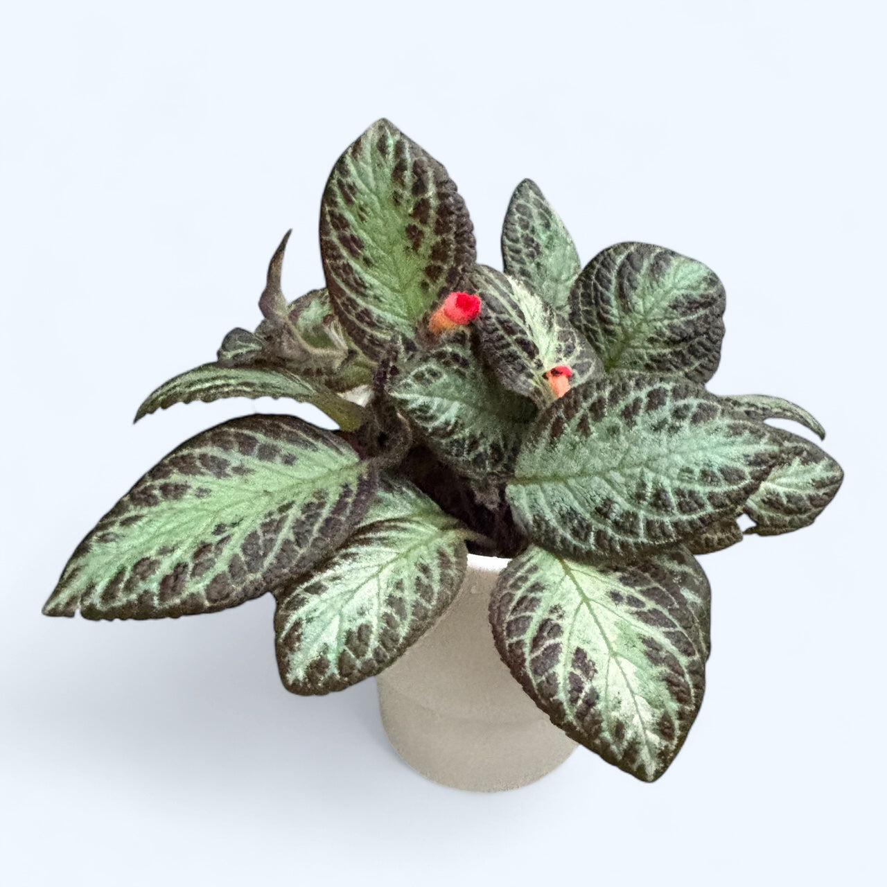 Episcia ‘Silver Shield’